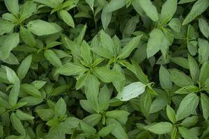 Green raw Jute Plant top view pattern texture can be used as a background wallpaper photo