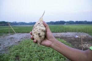 Sweet potato on farmer's hand in the field. Agriculture harvest concept photo