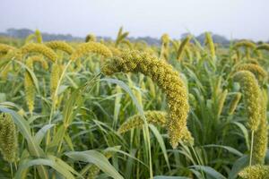 Raw Ripe millet crops in the field photo