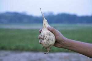 Sweet potato on farmer's hand in the field. Agriculture harvest concept photo