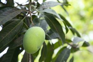 Fresh Raw Green Mango hinging In the Tree Branch. Selective Focus photo