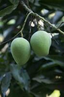 Fresh Raw Green Mango hinging In the Tree Branch. Selective Focus photo