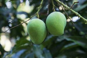 Fresh Raw Green Mango hinging In the Tree Branch. Selective Focus photo