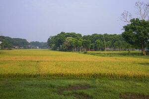 Natural landscape view of agriculture harvest Paddy rice field in Bangladesh photo