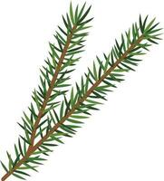 Branch of the Christmas tree vector