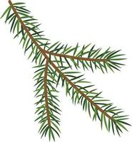 Branch of the Christmas tree vector