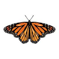 monarca mariposa, frente vista. vector ilustración de insectos, naranja mariposa. diseño elemento para saludo tarjetas, Boda invitaciones, textiles, cubiertas, envase papel.