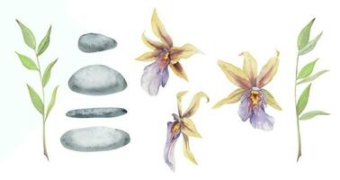 Hand drawn watercolor spa stones with exotic tropical orchid flowers and eucalyptus branch. Isolated object on white background. Design wall art, wellness resort, print, fabric, cover, card, booklet. vector
