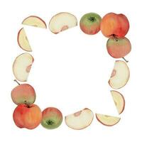 Hand drawn watercolor apple fruits, ripe full and slices, red and green. Square frame composition. Isolated object on white background. Design for wall art, wedding, print, fabric, cover, card. vector