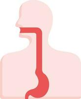 Red And Pink Illustration Of Esophagus Anatomy Icon. vector