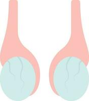 Flat Scrotum Anatomy Icon In Grey And Pink Color. vector