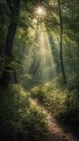 Beautiful rays of sunlight in a green forest. photo