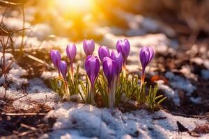 Spring landscape with first flowers purple crocuses on the snow in nature in the rays of sunlight. photo