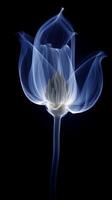 X - ray photo of transparent lotus bud, white and royal blue.