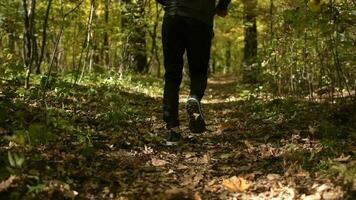 lento movimento cenas do desportista corre dentro uma floresta. outono folhagem cenário. video