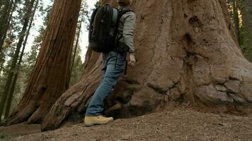 séquoia nationale parc dans le Californie, uni États. video