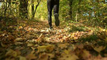 tomber saison forêt courir. coureur sur le scénique l'automne sylviculture chemin video