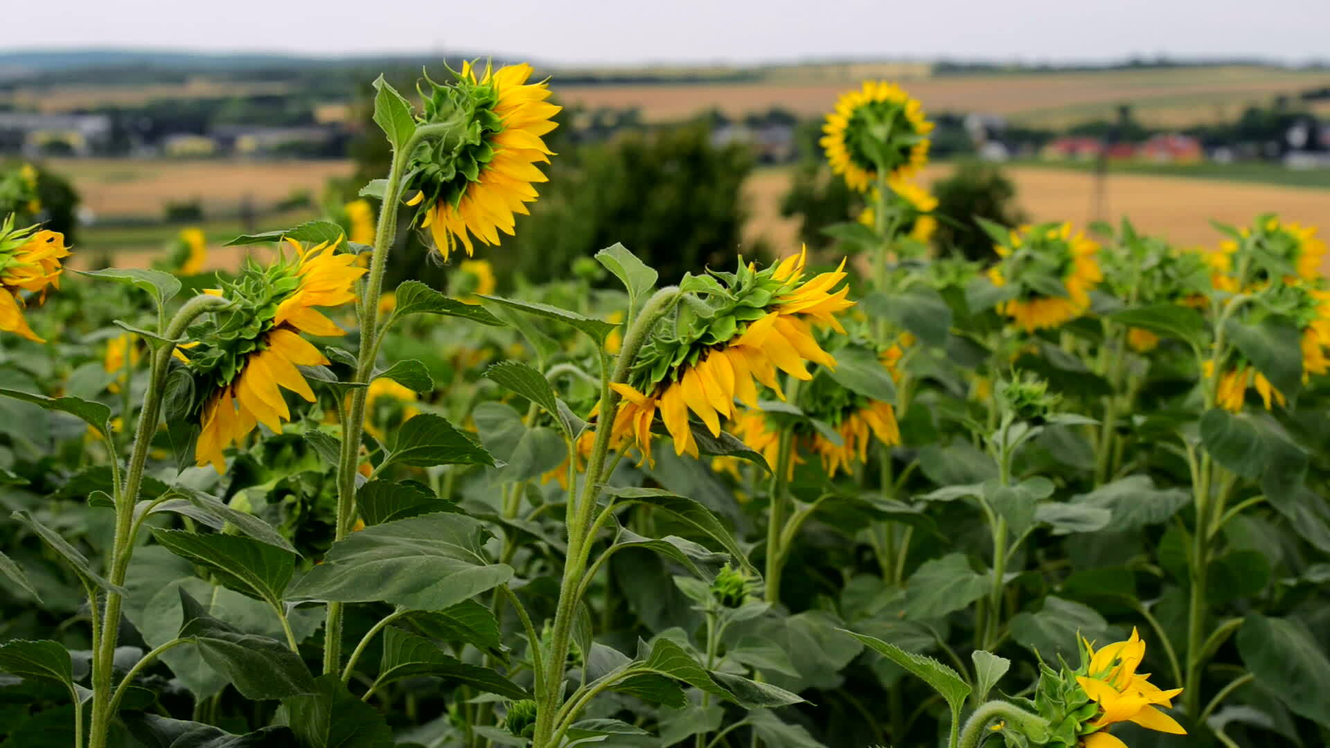 Sunflowers Fields in Summer. 24163103 Stock Video at Vecteezy