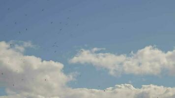 flock av seagulls flygande i Sök av mat i de molnig himmel antal fot. video