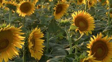 girasol campo y abejas imágenes. video