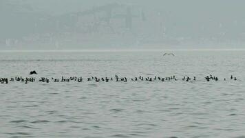 Flock of Cormorants Hunting in Ocean Water Footage. video