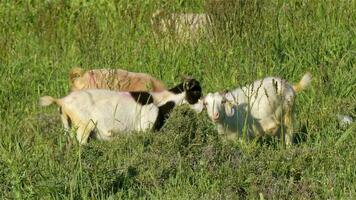Goats Grazing in Green Meadow Looking Camera Footage. video