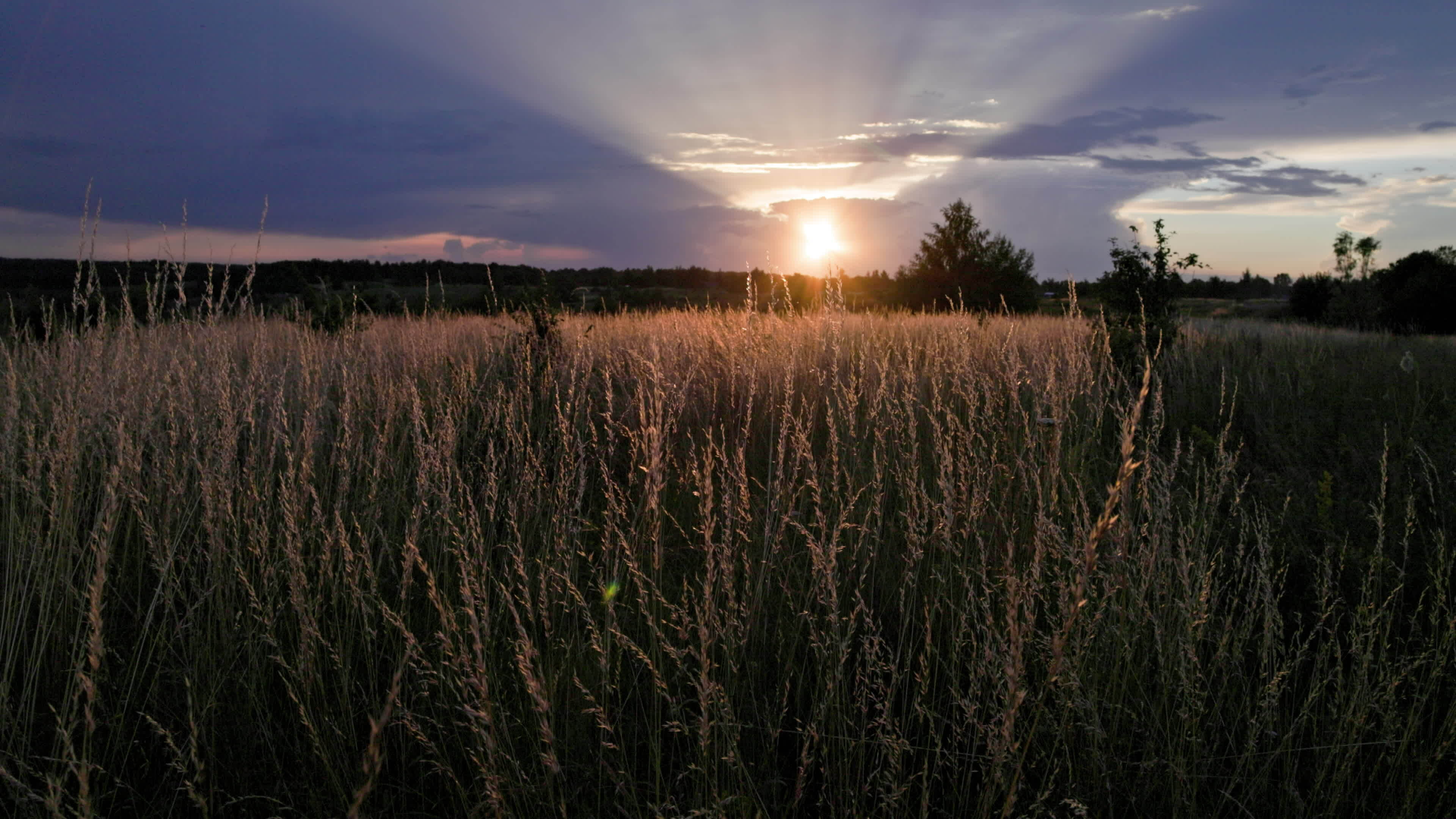 dry festuca pratensis field, the meadow fescue grass in field at summer