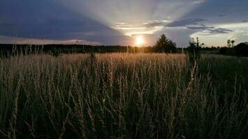 dry festuca pratensis field, the meadow fescue grass in field at summer sunset video