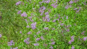 flowering lilac bush, handheld closeup telephoto footage video