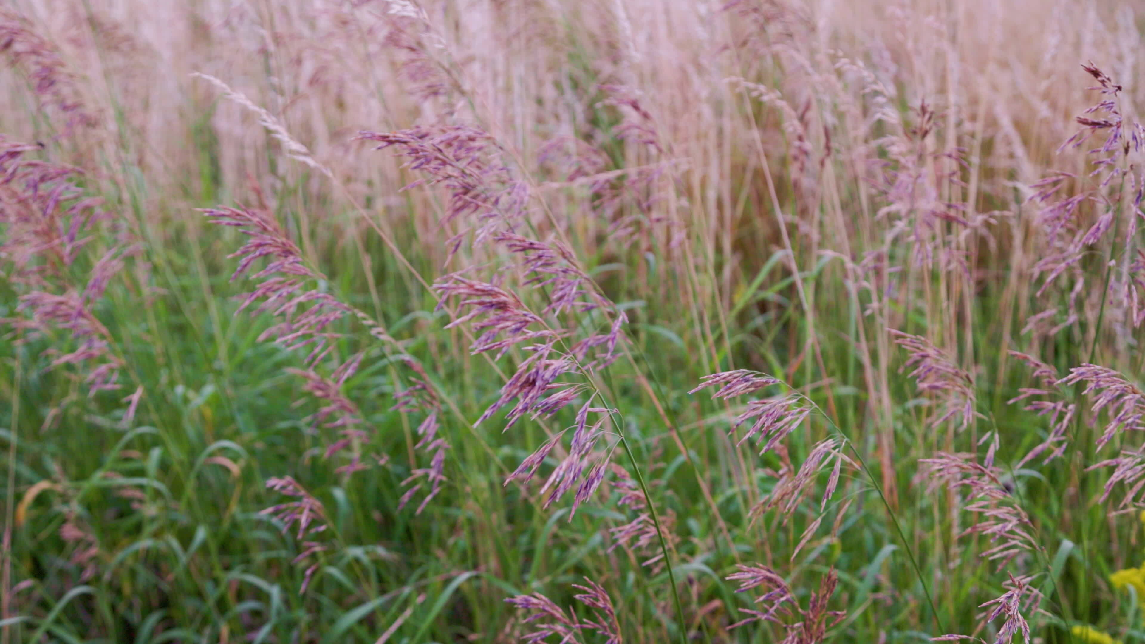 dry festuca pratensis, the meadow fescue grass in field at summer