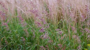 torr festuca pratensis, de äng svingel gräs i fält på sommar eftermiddag ljus video