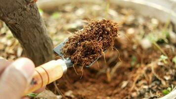 turfa de coco e ferramentas de jardinagem uma mesa com espaço de cópia video