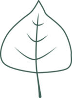 hand draw leaf png