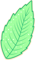 hand draw leaf png