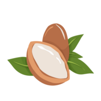 argan noz ilustração png