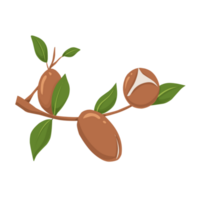 Argan nut Illustration png