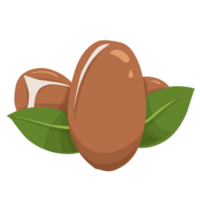 argan nöt illustration png