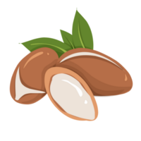 Argan nut Illustration png