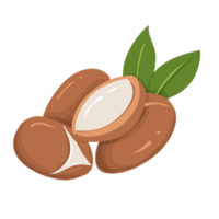 argan noz ilustração png