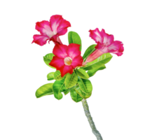 Desierto Rosa flor o adenium aislado png