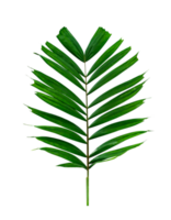 groen bladeren patroon, tropisch palm blad geïsoleerd png