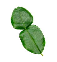 verde le foglie motivo, foglia kaffir lime isolato png