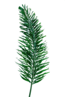 groen bladeren patroon, tropisch palm blad geïsoleerd. normanbya normanbyi png