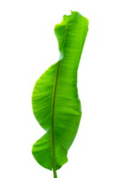 groen bladeren patroon, blad banaan geïsoleerd png