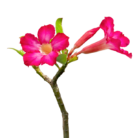 öken- reste sig blomma eller adenium isolerat png