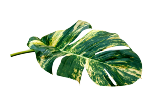 vert feuilles modèle de epipremnum aureum feuillage isolé. feuille exotique tropical, les diables lierre, d'or pothos png