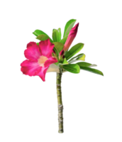 deserto rosa flor ou adenium isolado png