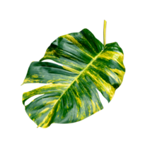 verde le foglie modello di epipremnum aureum fogliame isolato. foglia esotico tropicale, diavolo edera, d'oro pothos png