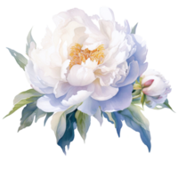 Beautiful Navy And White Peony Bouquet Watercolor Illustration png