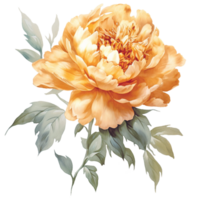 Beautiful Gold Peony flower watercolor painting png